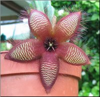 Stapelia tsomoensis 